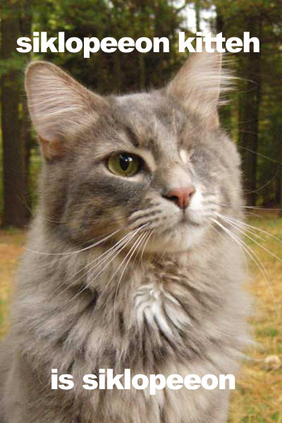 SIKLOPEEON KITTEH IS SIKLOPEEON